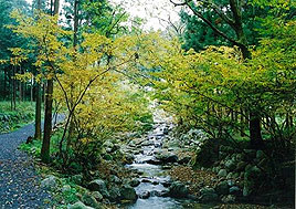 寺沢川の脇には散策路がある