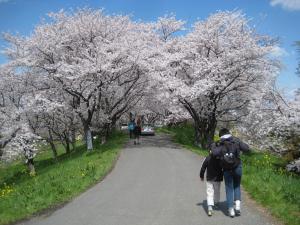 桜の季節の吉見町さくら堤公園