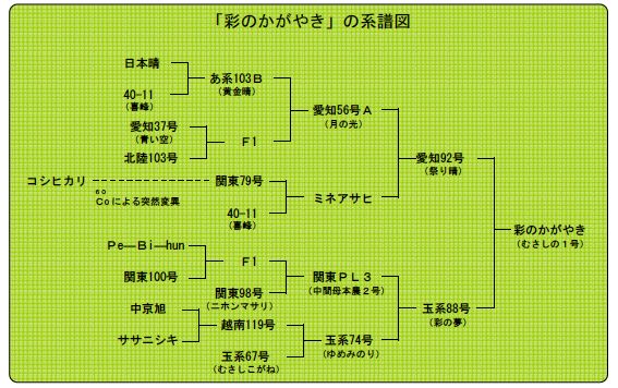 彩のかがやきの系譜図