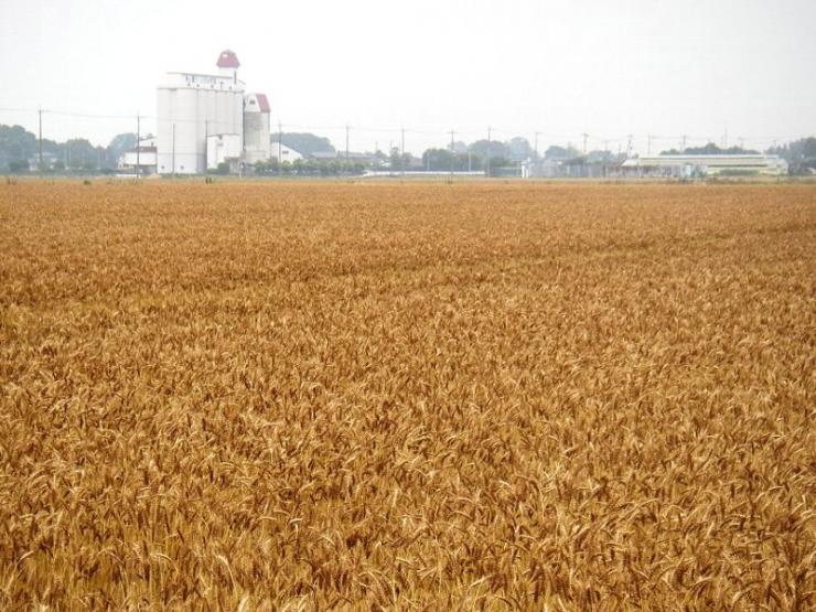 北埼玉地域の麦の写真