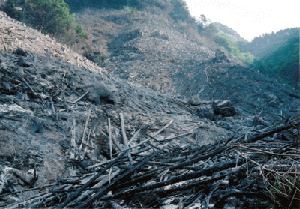 山火事の写真（鎮火後の写真）