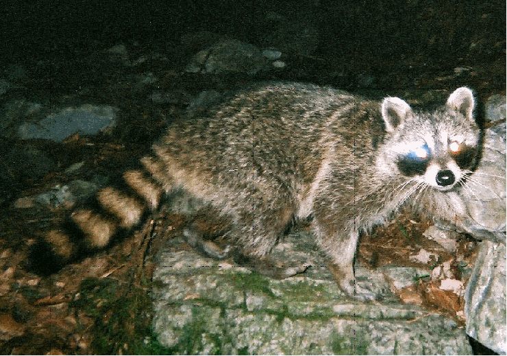 アライグマの写真