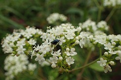 白い小花と小さな黒い虫