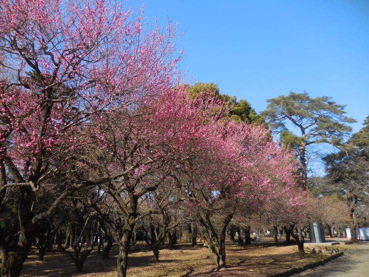 koubaizentai280210