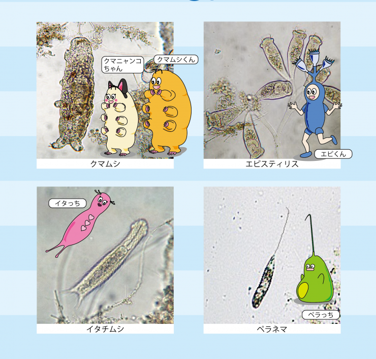 微生物シート