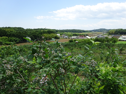 観光果樹園ふるさと