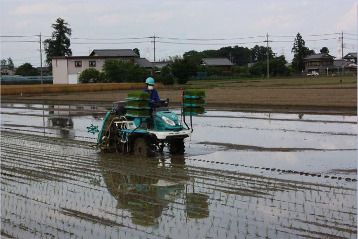 水田複合専攻田植え