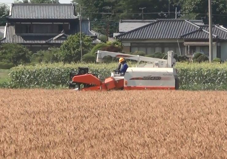 水田複合専攻麦刈り