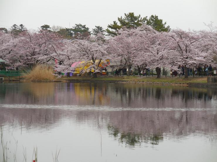 28年4月2日の桜