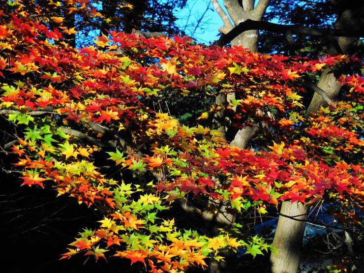 27年11月27日の紅葉