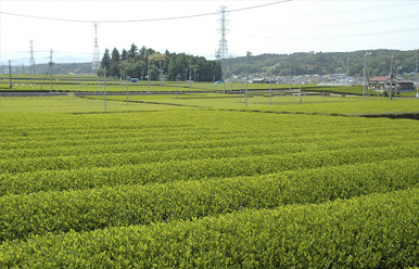 irumashi-2