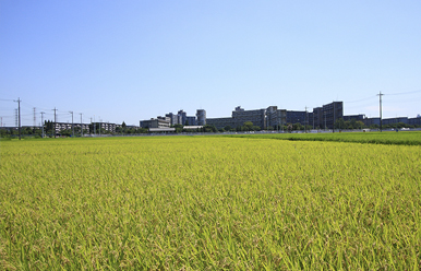 misatoshi-4