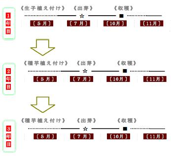 こんにゃくの栽培図